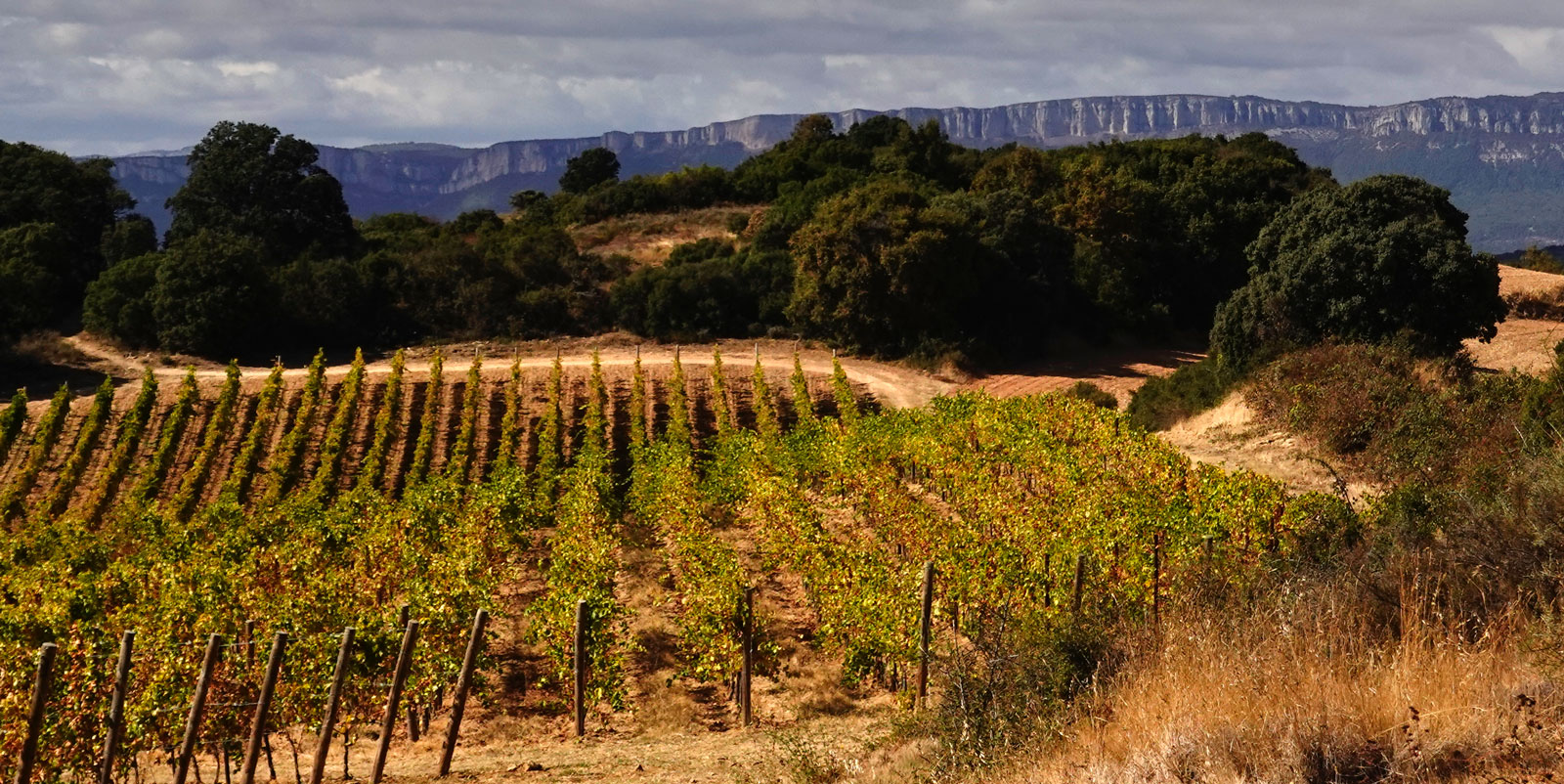 Viñedos de Isurduria