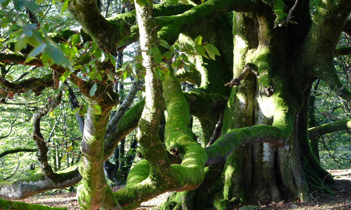 Colossus tree-Baztan
