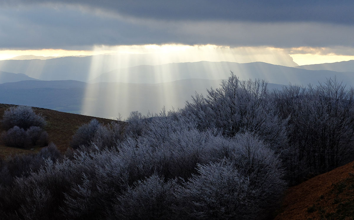 Rime ice in the Pyrenees forests