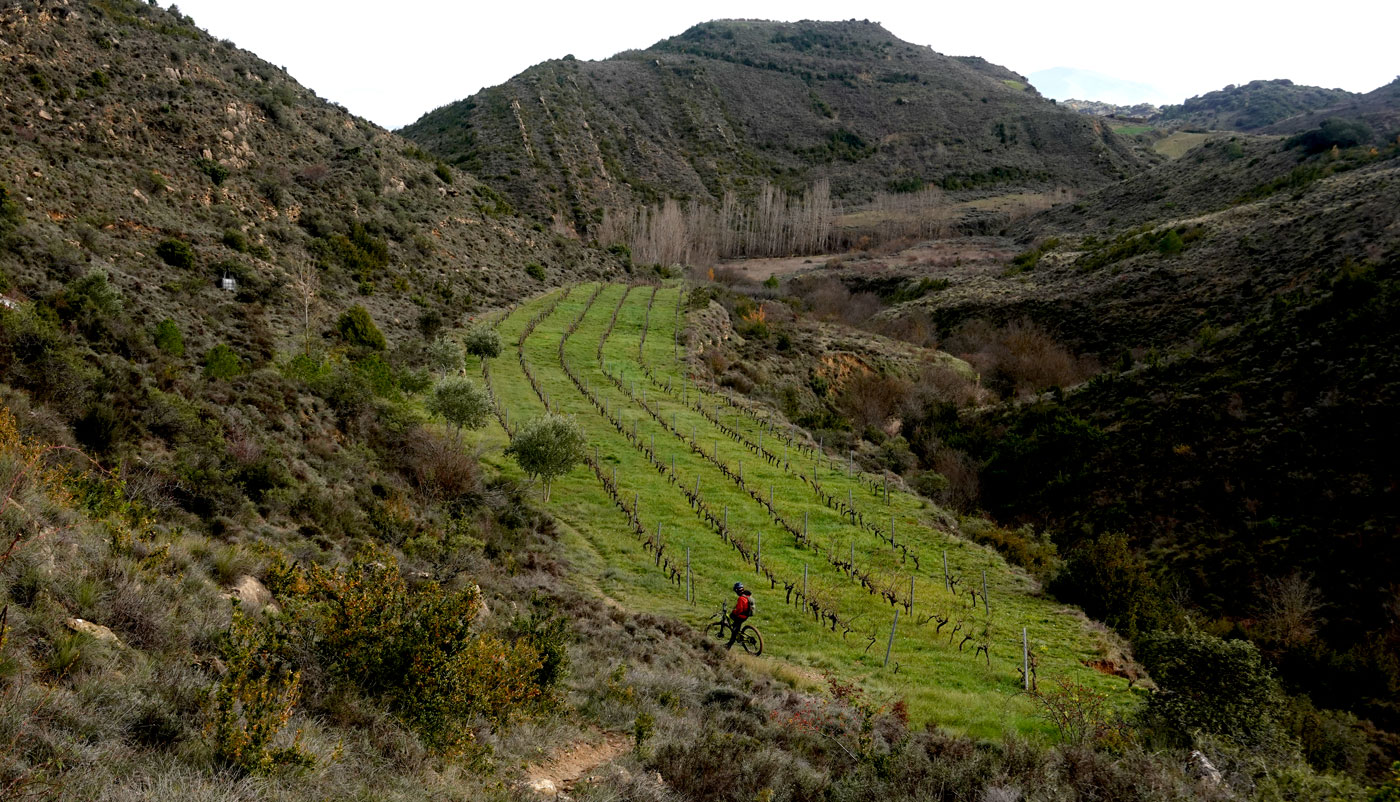 Biker in a Pre-Pyrenees vineyard