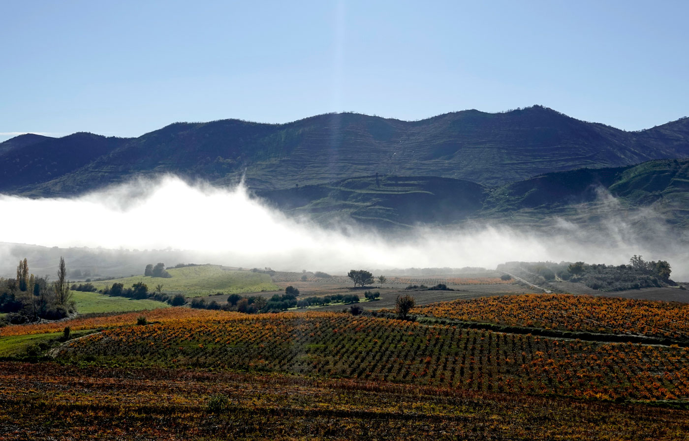 Lerga-Terroir-StoTomas-Vineyards