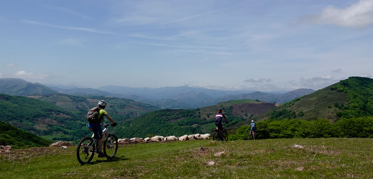 Descendiendo a Baztan entre ovejas