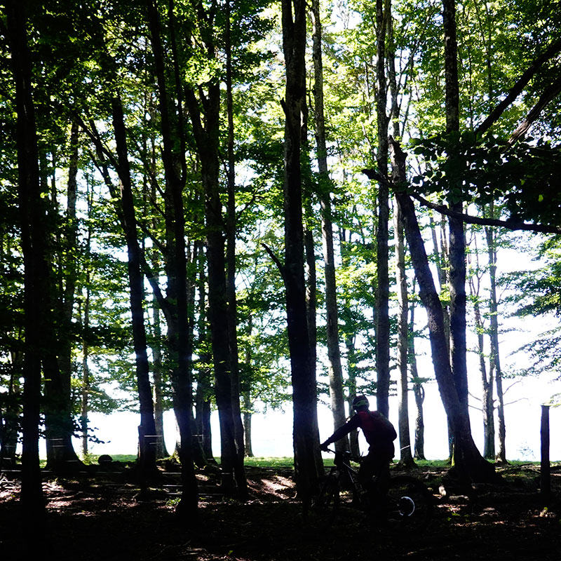 Bikers entre arboles