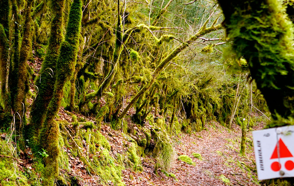 Eremua-Bosque-Tropical