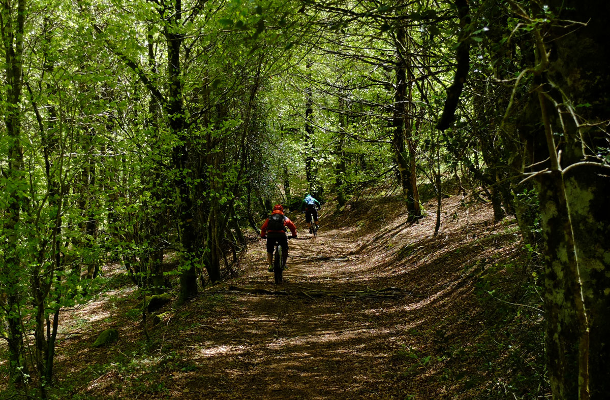 Eremua-Roncesvalles-bike-route-woods