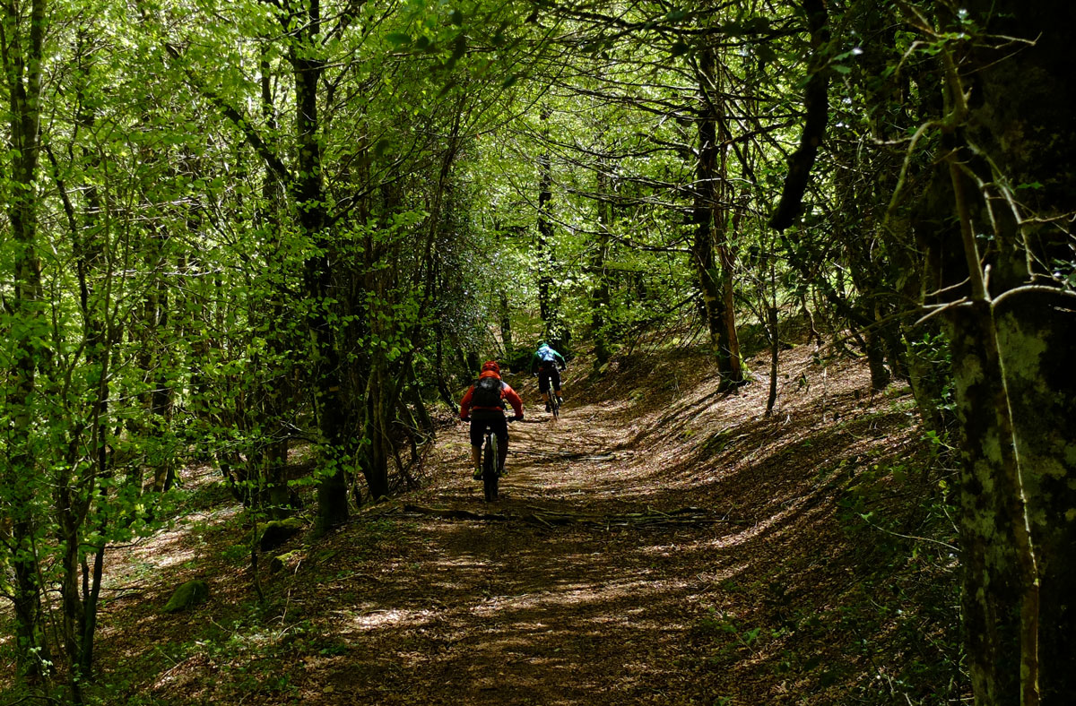 Eremua-Roncesvalles-bike-route-woods