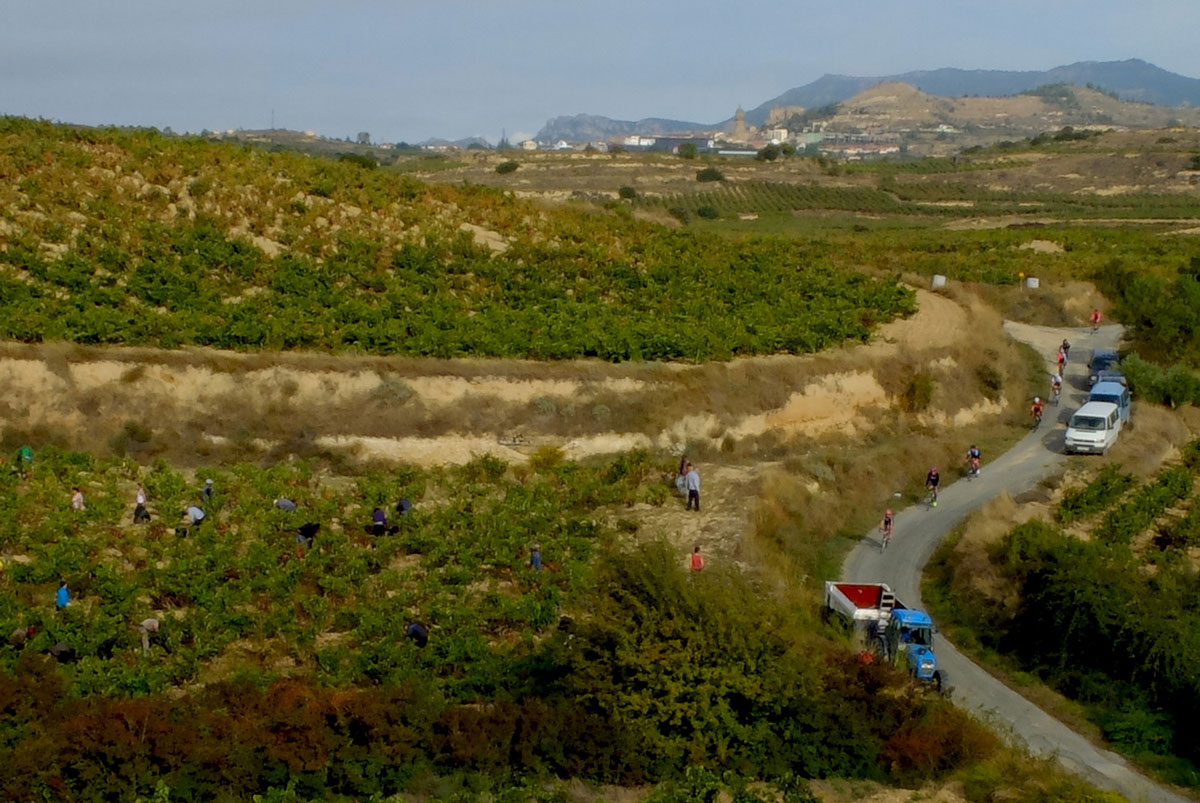 vendange à Labastida