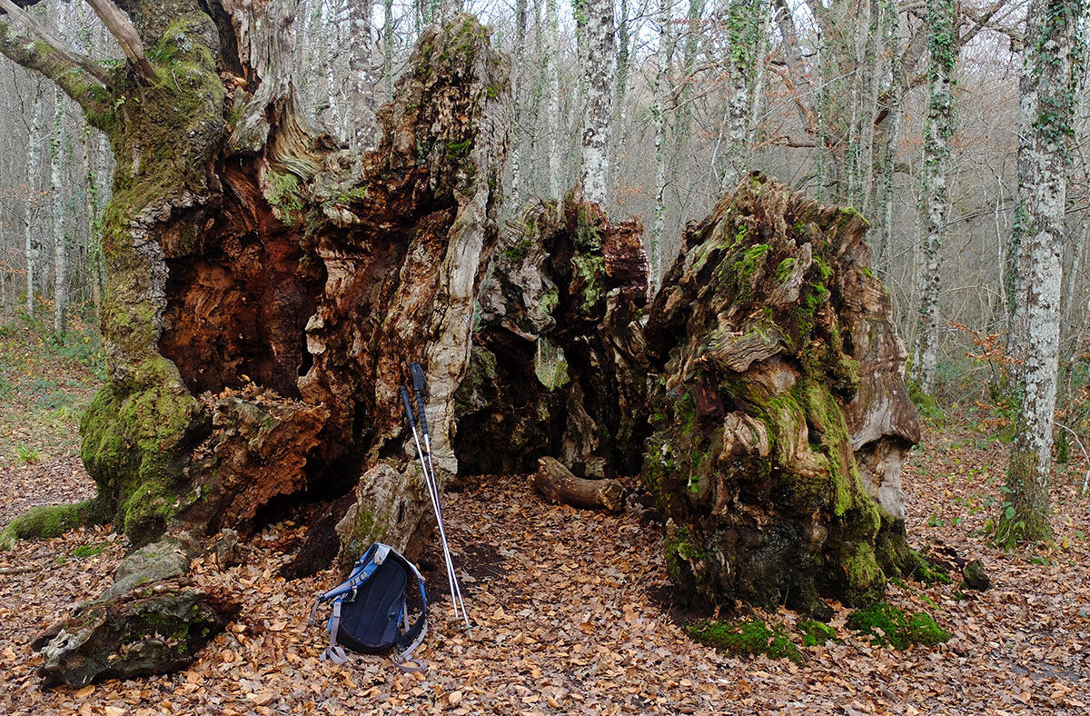 Asi-muere-una-estrella