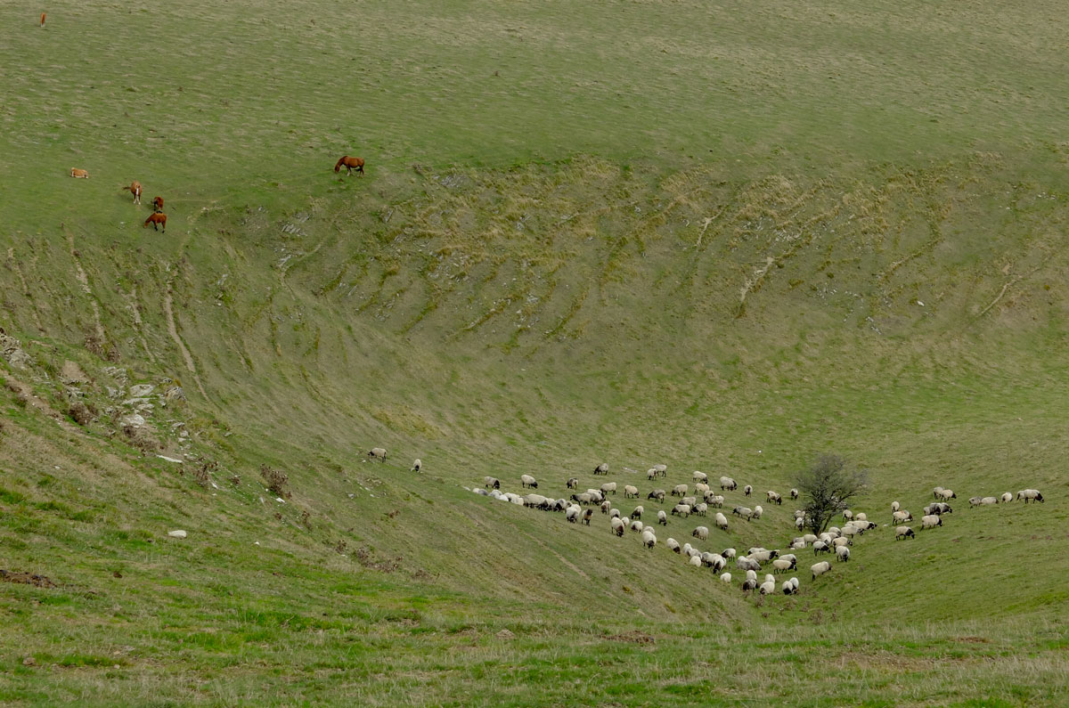 ovejas al abrigo del viento
