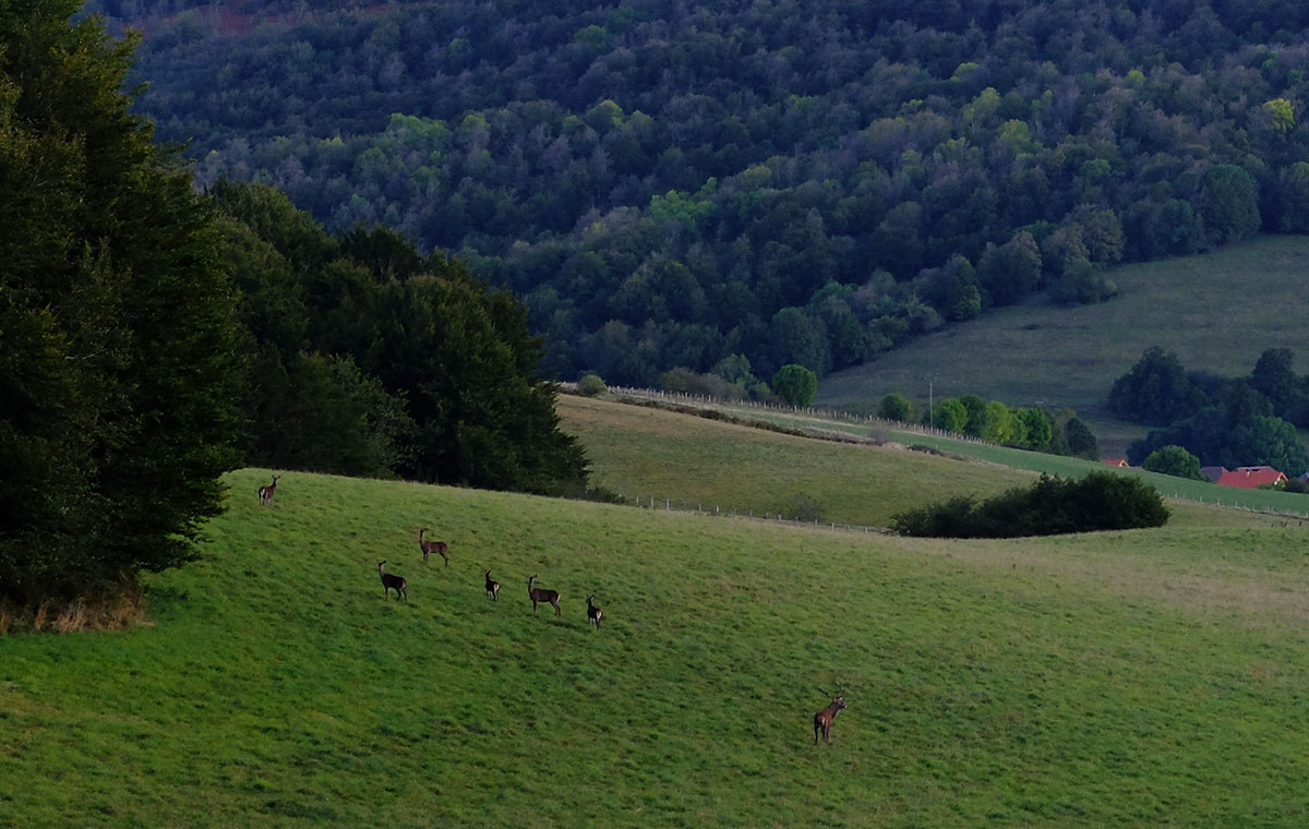 Ciervos en Aurzberri