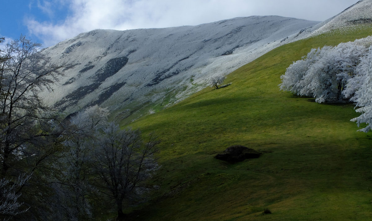 Cencellada en el Adi