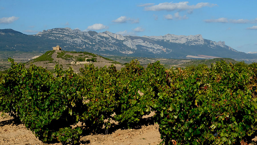 Château de Davalillo sur les vignes