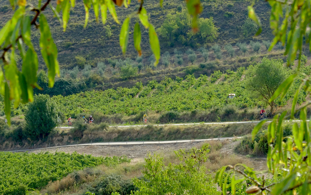 Cyclistes dans le vignoble.