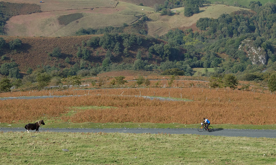 Biker and horse